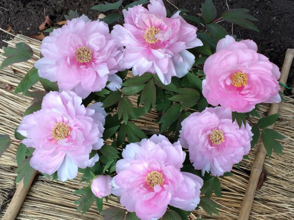 Paeonia (2)